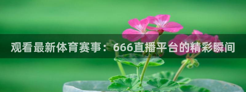绿茵直播体育免费观看：观看最新体育赛事：666直播平台的精彩瞬间
