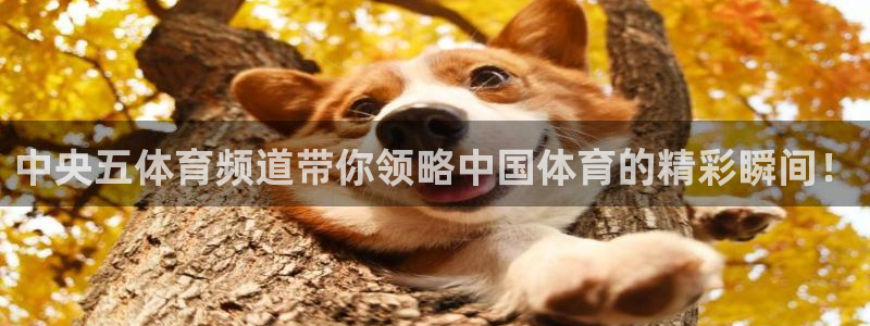 绿茵体育在线直播：中央五体育频道带你领略中国体育的精彩瞬间！